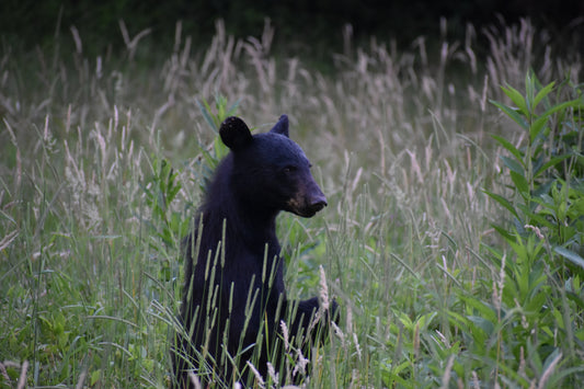 Smokey Mountains!! Standing Bear Photo! Black Bear! Mountains!! Nature Photography!! Digital Download!!