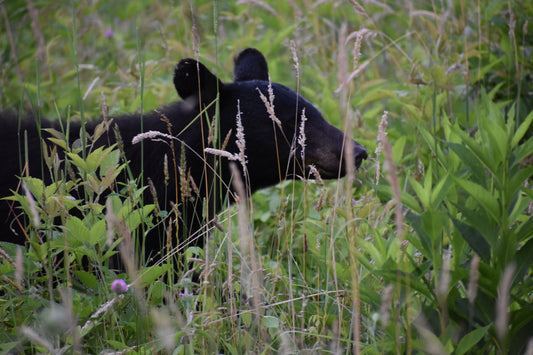 Smokey Mountains!! Standing Bear Photo! Black Bear! Mountains!! Nature Photography!! Digital Download!!