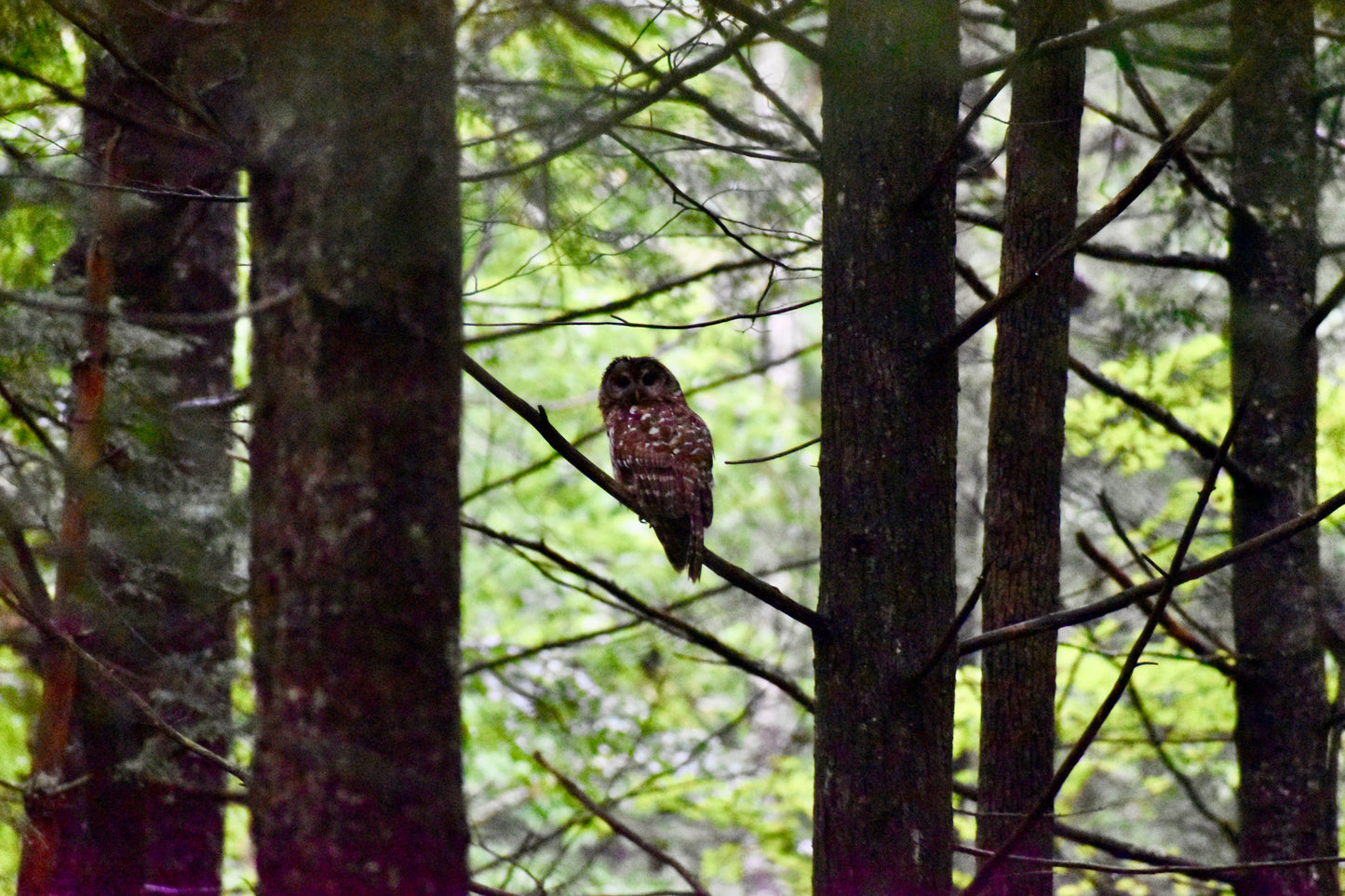 Smokey Mountains!! Owl Photo! Owl in Tree Photo! Mountains!! Nature Photography!! Digital Download!!