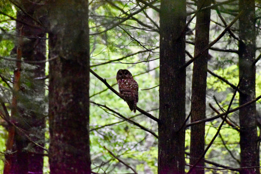 Smokey Mountains!! Owl Photo! Owl in Tree Photo! Mountains!! Nature Photography!! Digital Download!!