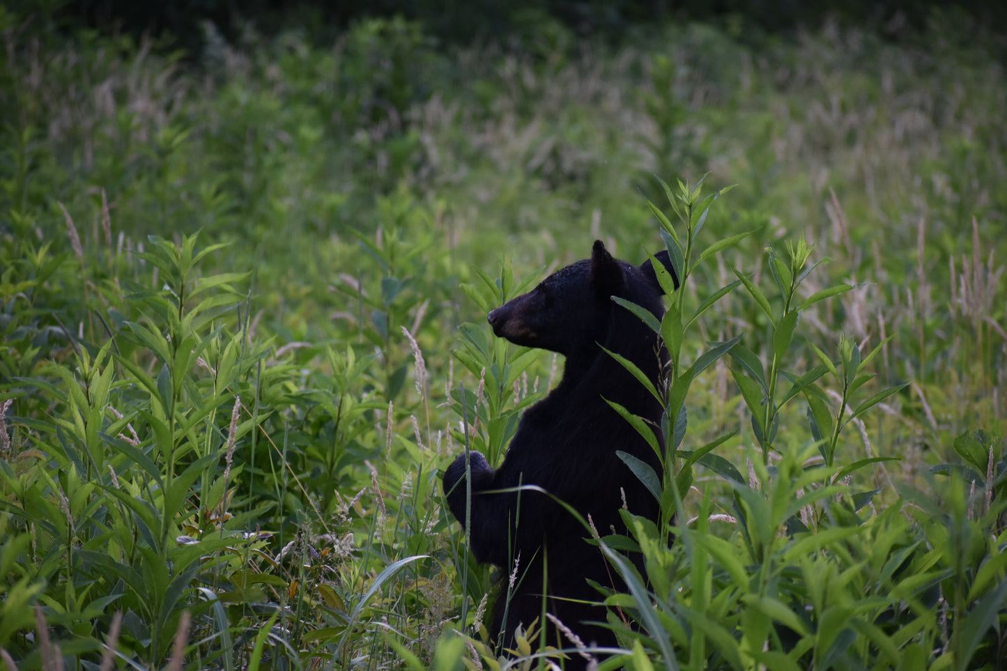 Smokey Mountains!! Standing Bear Photo! Black Bear! Mountains!! Nature Photography!! Digital Download!!