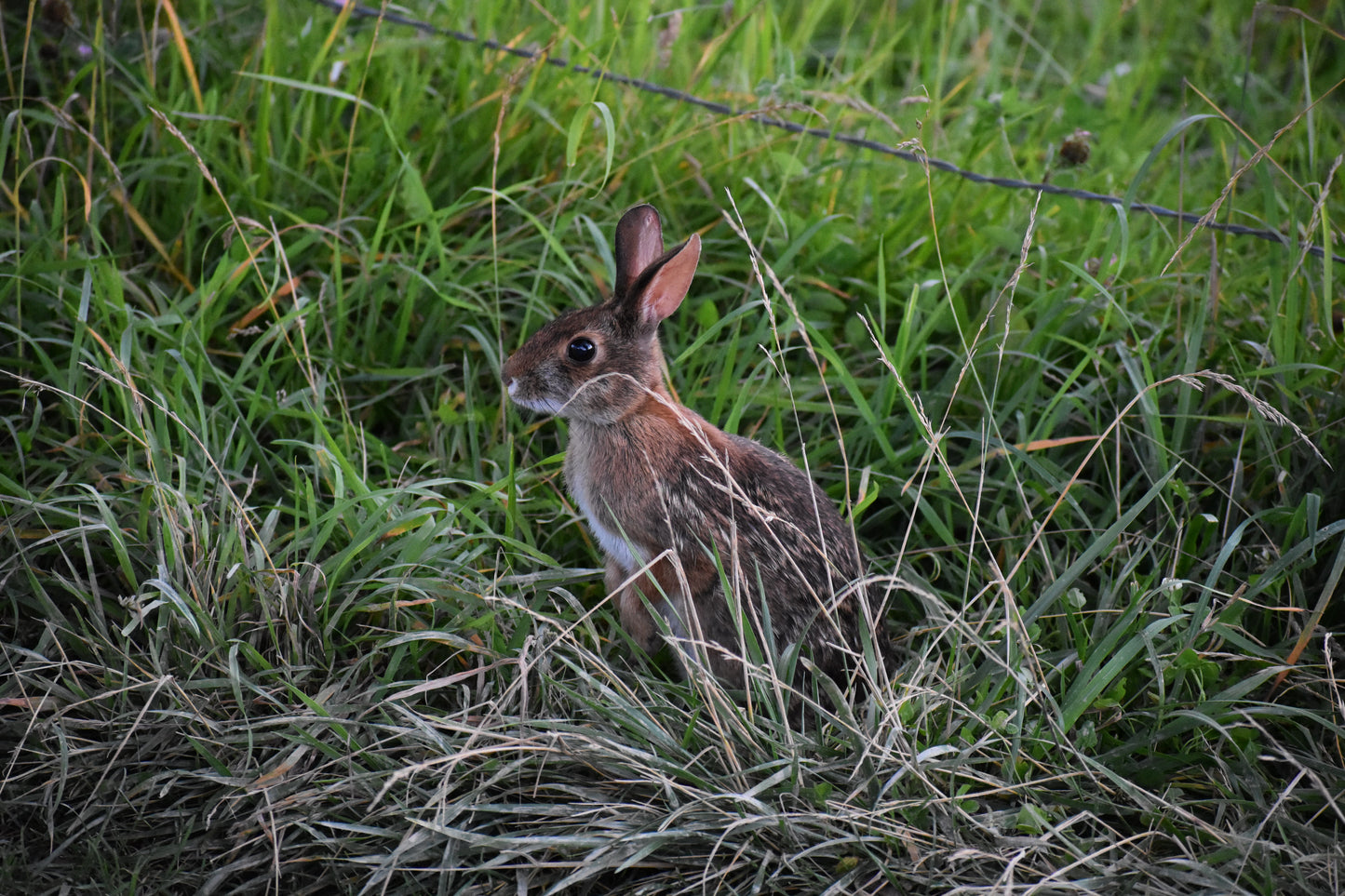 Smokey Mountains!! Rabbit Photo! Bunny Photo! Mountains!! Nature Photography!! Digital Download!!