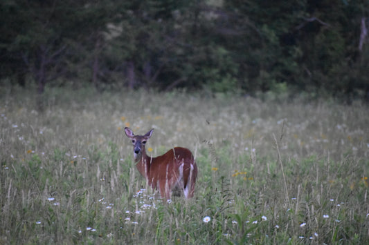 Smokey Mountains!! Deer Photo! Flower Photo! Mountains!! Nature Photography!! Digital Download!!